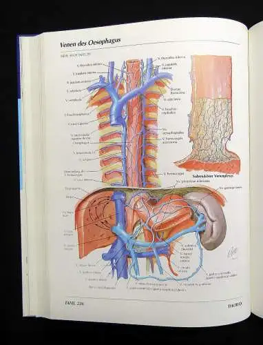 Netter Atlas der Anatomie des Menschen 1989 mit 514 Tafeln Medizin Lehramt Ärzte