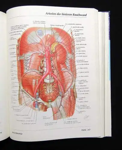 Netter Atlas der Anatomie des Menschen 1989 mit 514 Tafeln Medizin Lehramt Ärzte