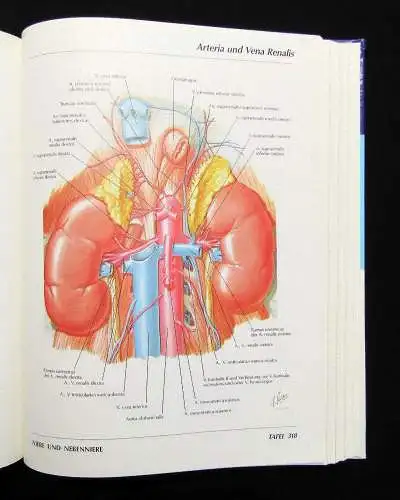 Netter Atlas der Anatomie des Menschen 1989 mit 514 Tafeln Medizin Lehramt Ärzte