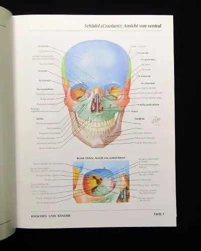 Netter Atlas der Anatomie des Menschen 1989 mit 514 Tafeln Medizin Lehramt Ärzte