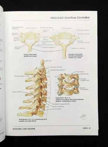 Netter Atlas der Anatomie des Menschen 1989 mit 514 Tafeln Medizin Lehramt Ärzte