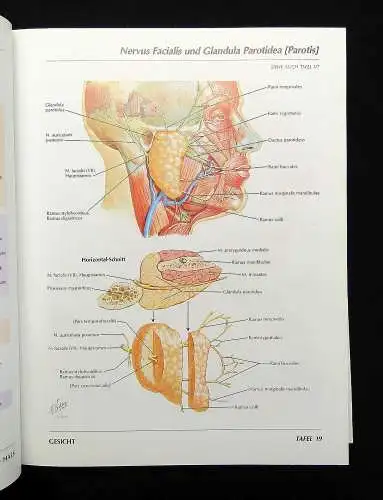 Netter Atlas der Anatomie des Menschen 1989 mit 514 Tafeln Medizin Lehramt Ärzte