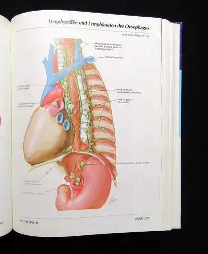 Netter Atlas der Anatomie des Menschen 1989 mit 514 Tafeln Medizin Lehramt Ärzte