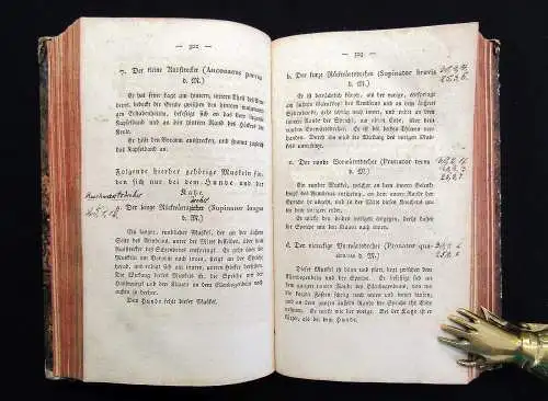 Gurlt Handbuch der vergleichenden Anatomie der Haus-Säugethiere 1822