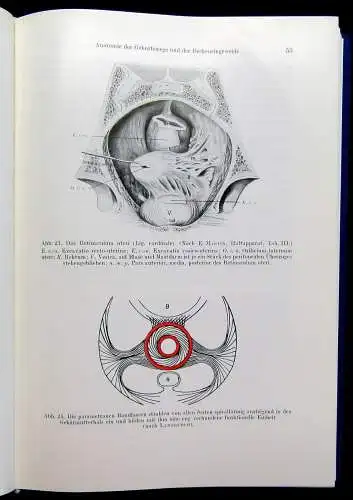 Kraatz Stoeckels Lehrbuch der Geburtshilfe 3 Bde. 1966/67 Biologie Vermehrung