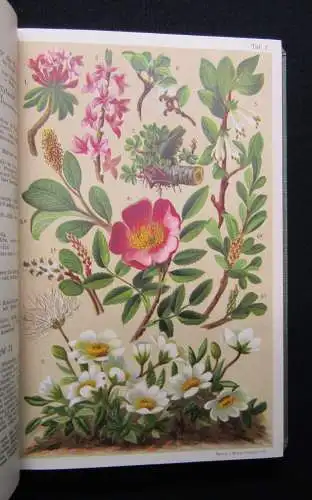 Schröter Alpine Flowers um 1900 3-sprachig englisch deutsch französisch