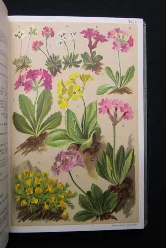 Schröter Alpine Flowers um 1900 3-sprachig englisch deutsch französisch