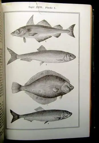 Ehrhardt Grosses Illustriertes Kochbuch 1905 über 2000 bewährte Rezepte