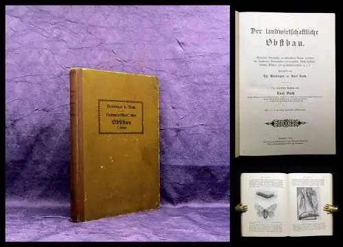 Bach,Karl Der landwirtschaftliche Obstbau 1910 124 Text- Abbildungen Pomologie