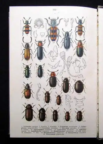 Reitter Fauna Germanica Die Käfer des deutschen Reiches 3.Bd. apart 1911