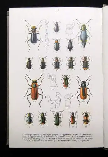 Reitter Fauna Germanica Die Käfer des deutschen Reiches 3.Bd. apart 1911