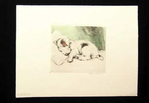 Neumann Herm. Fritz kolorierte Radierung süßer Terrier 1910 11 x 9,5 cm signiert