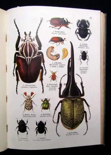 Lampert Bilder-Atlas des Tierreichs 3.Teil apart 1913 EA Kriechtiere Lurche etc.