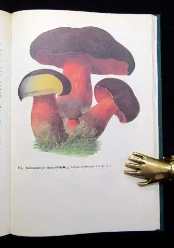 Hennig Handbuch für Pilzfreunde 1.Bd. Die wichtigsten u. häufigsten Pilze 1983