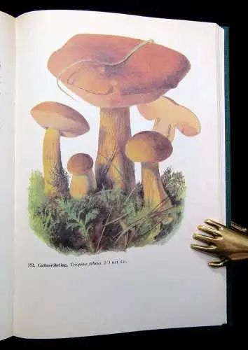 Hennig Handbuch für Pilzfreunde 1.Bd. Die wichtigsten u. häufigsten Pilze 1983