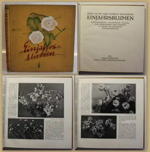 Kache/ Schneider Einjahrsblumen 1929 Botanik Blütengewächse Pflanzen Natur sf