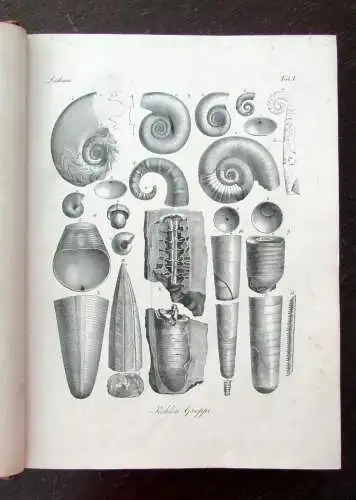 Bronn Atlas zu H.G. Bronns Lethaea geognostica oder Abbildung 1850- 1856