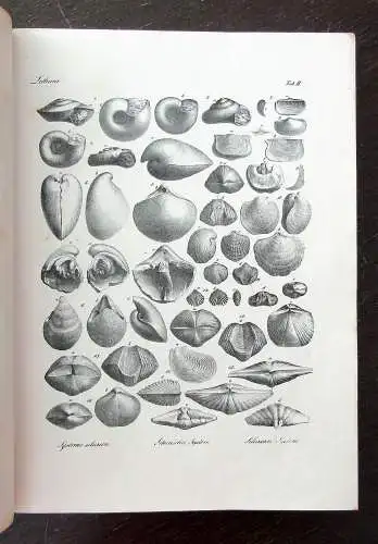 Bronn Atlas zu H.G. Bronns Lethaea geognostica oder Abbildung 1850- 1856