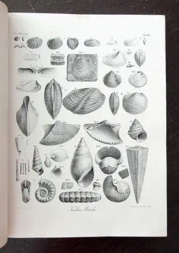 Bronn Atlas zu H.G. Bronns Lethaea geognostica oder Abbildung 1850- 1856