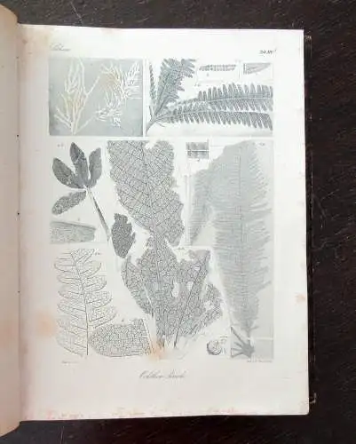 Bronn Atlas zu H.G. Bronns Lethaea geognostica oder Abbildung 1850- 1856