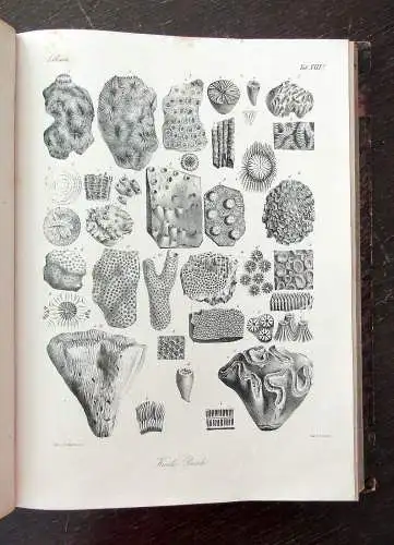 Bronn Atlas zu H.G. Bronns Lethaea geognostica oder Abbildung 1850- 1856