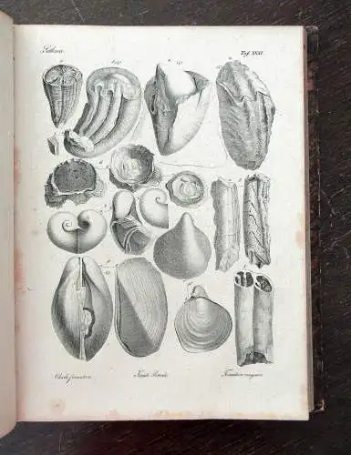 Bronn Atlas zu H.G. Bronns Lethaea geognostica oder Abbildung 1850- 1856