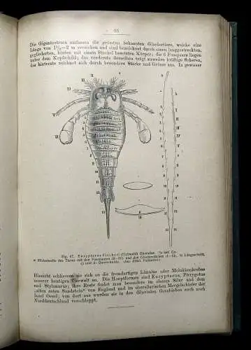 Fraas Der Petrefaktensammler Leitfaden zu Versteinerungen Deutschlands 1910
