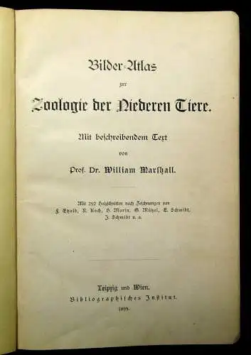 Marshall Bilder-Atlas zur Zoologie der Niederen Tiere beschreibender Text 1899