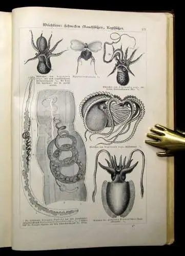 Marshall Bilder-Atlas zur Zoologie der Niederen Tiere beschreibender Text 1899