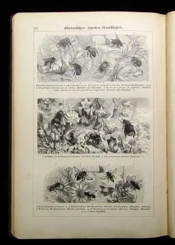 Marshall Bilder-Atlas zur Zoologie der Niederen Tiere beschreibender Text 1899