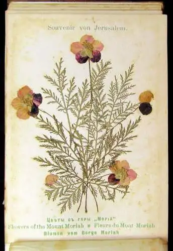 Blumen und Ansichten Aus dem heiligen Lande Jerusalem 1900 Herbarium Olivenholz