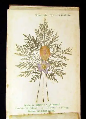 Blumen und Ansichten Aus dem heiligen Lande Jerusalem 1900 Herbarium Olivenholz