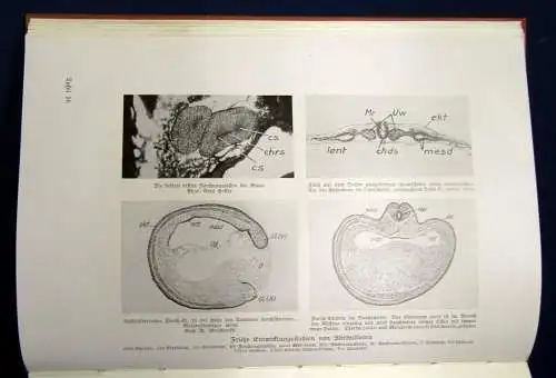 Maurer Der Mensch und seine Ahnen 1928 Naturforschung js