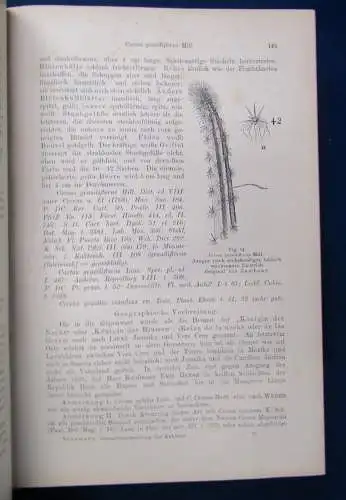 Gesamtbeschreibung der Kakteen 2 Teile in 1 Bd 1903 Botanik Pflanzenkunde js