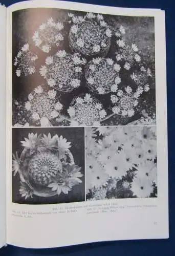 Haage Das praktische Kakteenbuch/ Freude mit Kakteen 1963, 1980 Botanik  js