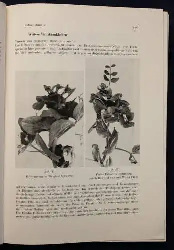 Klinkowski Phytopathologie und Pflanzenschutz 3. Band 1968 Botanik Pomologie sf