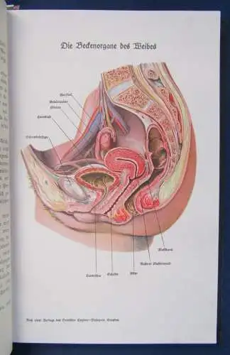 Kress Die Geheimnisse der Zeugung und das Geschlechtsleben des Menschen 1920 js