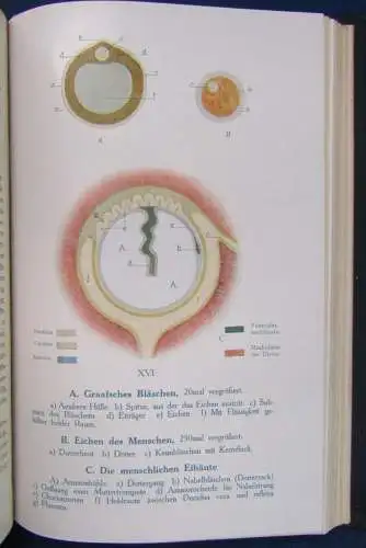 Kress Die Geheimnisse der Zeugung und das Geschlechtsleben des Menschen 1920 js