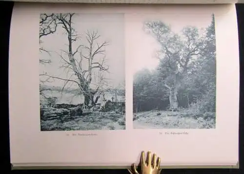 Bemerkenswerte Bäume im Großherzogtum Hessen in Wort und Bild 1904 selten