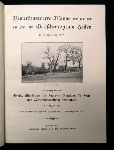 Bemerkenswerte Bäume im Großherzogtum Hessen in Wort und Bild 1904 selten