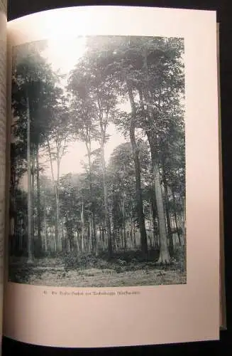 Bemerkenswerte Bäume im Großherzogtum Hessen in Wort und Bild 1904 selten