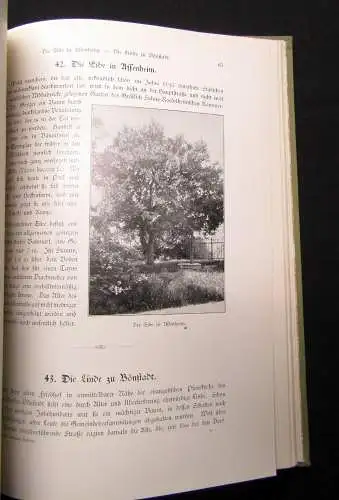 Bemerkenswerte Bäume im Großherzogtum Hessen in Wort und Bild 1904 selten