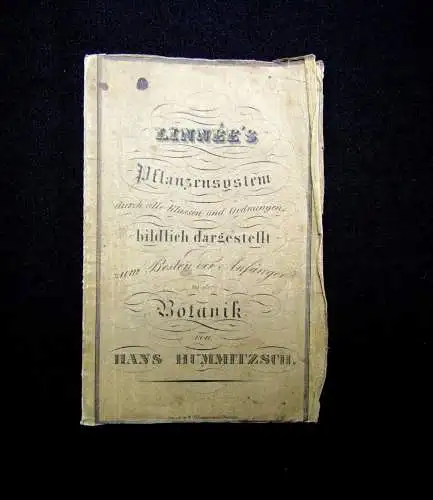 Linee`s Pflanzensystem durch alle Klassen und Ordnung bildlich dargest. Botanik