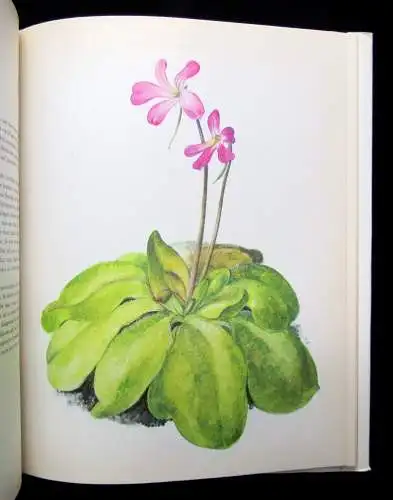 Grunert 3er Konvolut Zimmerpflanzen,Das große Blumenzwiebelbuch,Gerbera