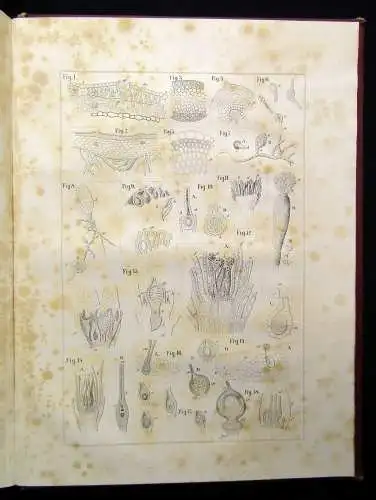 Müller, Pabst Cryptogamen-Flora Abbildung und Beschreibung Flechten, Pilze 1874