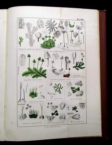 Müller, Pabst Cryptogamen-Flora Abbildung und Beschreibung Flechten, Pilze 1874