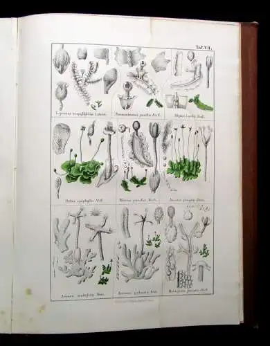 Müller, Pabst Cryptogamen-Flora Abbildung und Beschreibung Flechten, Pilze 1874