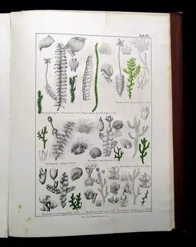 Müller, Pabst Cryptogamen-Flora Abbildung und Beschreibung Flechten, Pilze 1874
