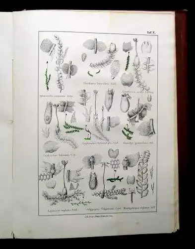 Müller, Pabst Cryptogamen-Flora Abbildung und Beschreibung Flechten, Pilze 1874