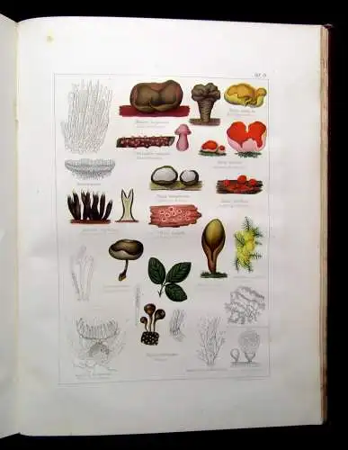 Müller, Pabst Cryptogamen-Flora Abbildung und Beschreibung Flechten, Pilze 1874